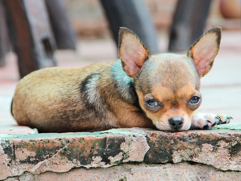 chihuahua teacup züchter - hunde123.de