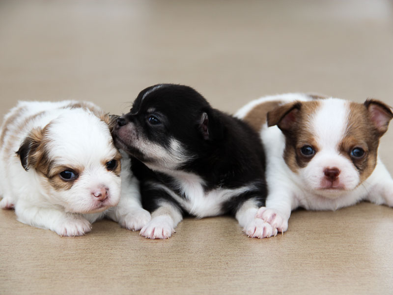 chihuahua welpen kaufen - bilder hunde123.de