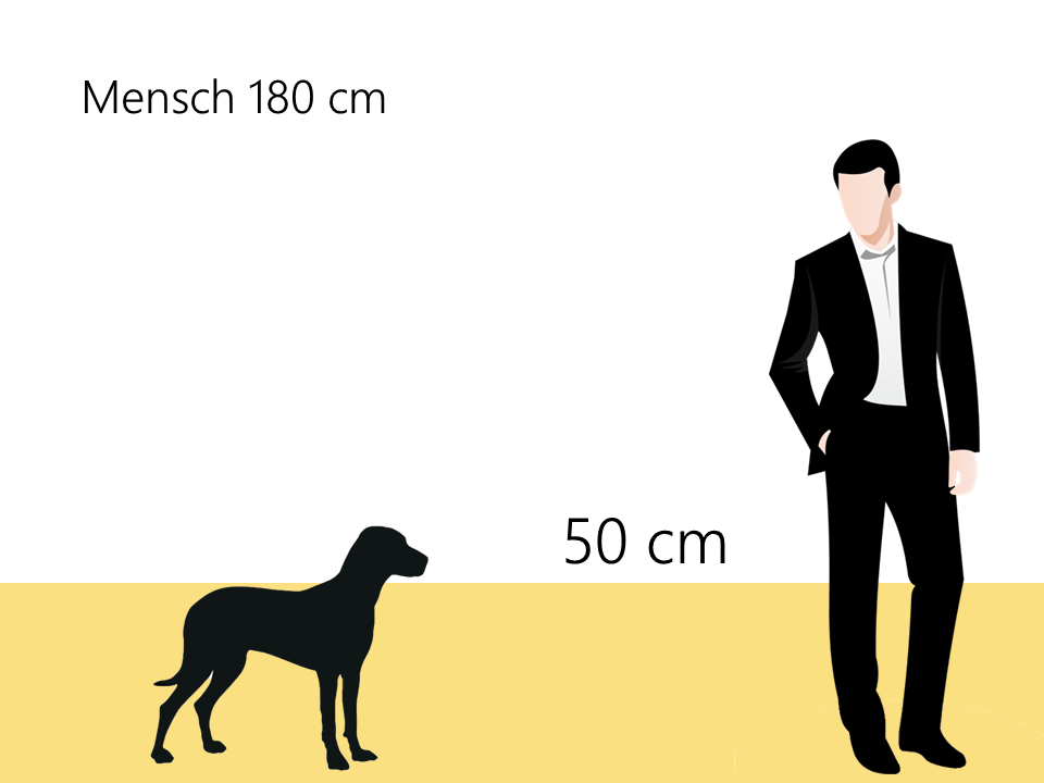 Boston Terrier Größenvergleich Größe - Hunde123.de