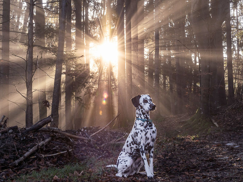 dalmatiner bilder hund - hunde123.de