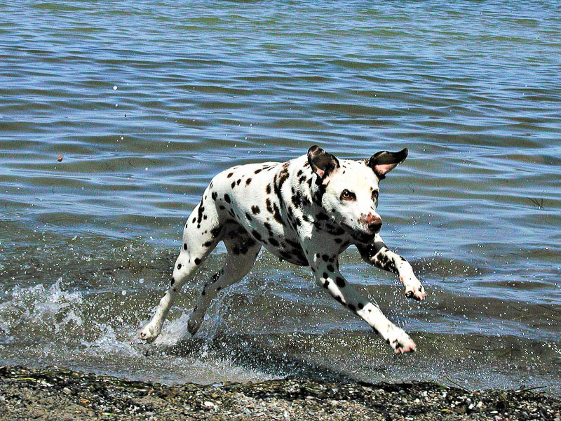 dalmatiner auslauf bilder - hunde123.de