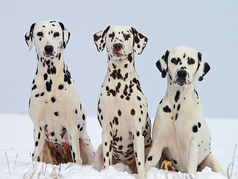 dalmatiner preis wesen - hunde123.de