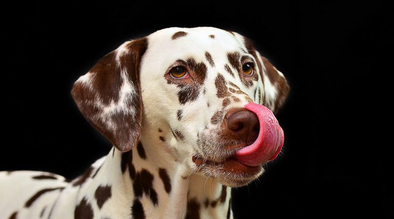 dalmatiner hunderasse wesen charakter - hunde123.de