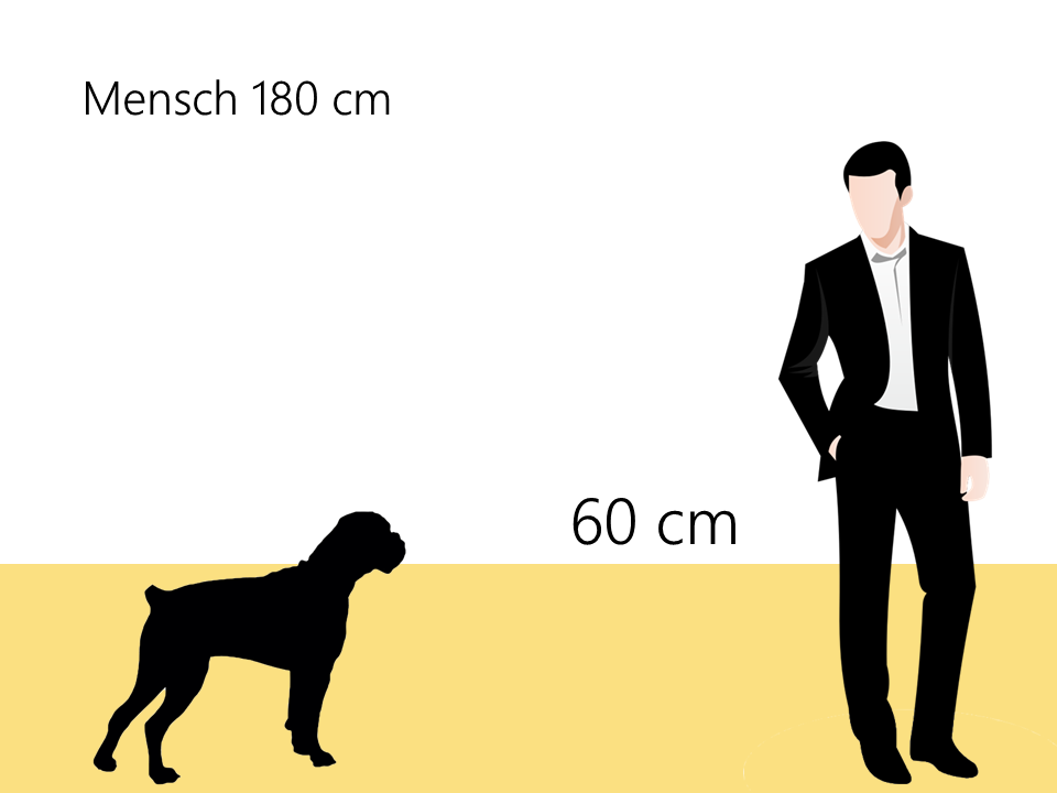 Deutscher Boxer Größe Hundrassen Größenvergleich- Hunde123