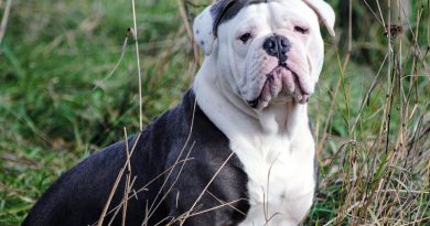 Englische Bulldogge wesen erziehung bilder - Hunde123.de Hunderassen