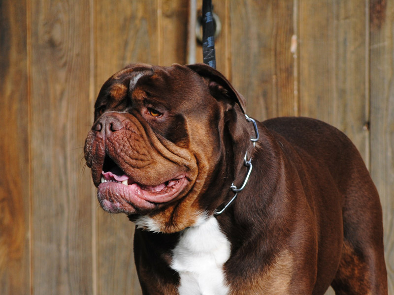 Englische Bulldogge auslauf pflege - Hunde123.de Hunderassen