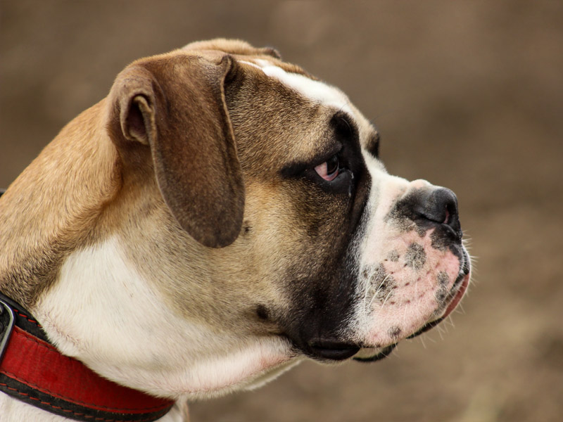 Englische Bulldogge charakter wesen - Hunde123.de Hunderassen