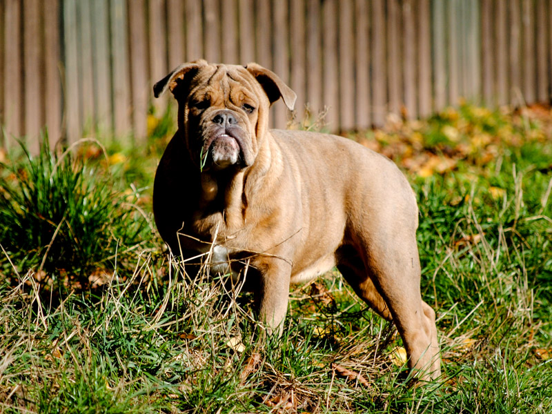 English Bulldog welpen kaufen züchter - Hunde123.de Hunderassen