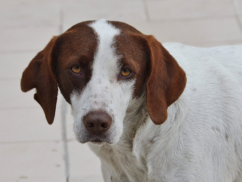 English Pointer charakter wesen - Hunde123.de Hunderassen