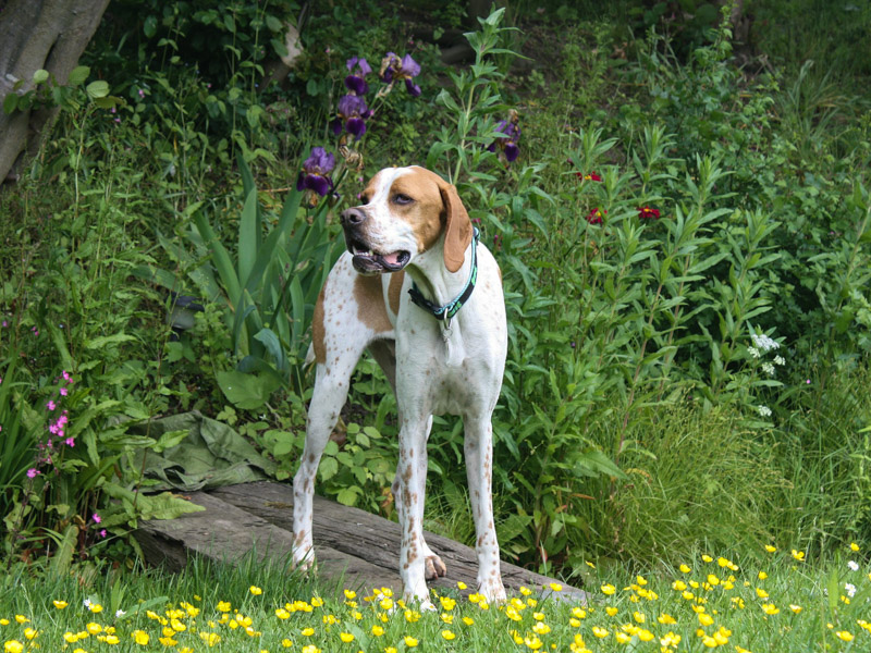 english-pointer-auslauf