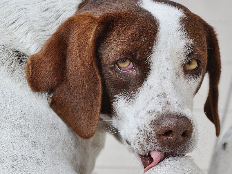 English Pointer wesen haltung - Hunde123.de Hunderassen