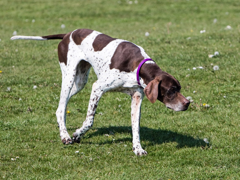 Hunderasse English Pointer Information kaufen - Hunde123.de Hunderassen