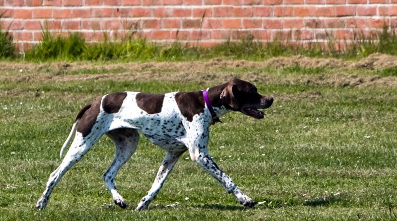 English Pointer fellpflege erziehung - Hunde123.de Hunderassen