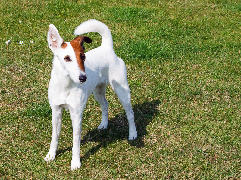 foxterrier charakater wesen kaufen - Bilder Hunde123.de