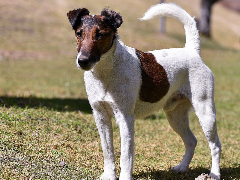 Glatthaar Foxterrier Hunderasse -Hunde123.de