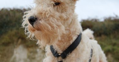 drahthaar foxterrier welpen charakter wesen - Hunde123.de