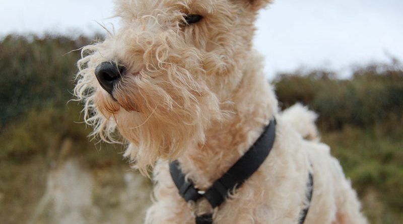 drahthaar foxterrier welpen charakter wesen - Hunde123.de