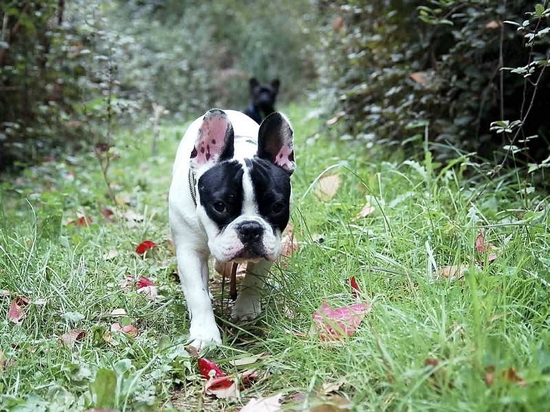 Französische Bulldogge Hunderasse Info - Hunde123.de