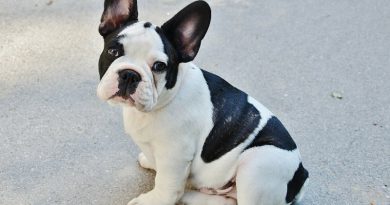 Hunderasse französische bulldogge Information kaufen - Hunde123.de Hunderassen