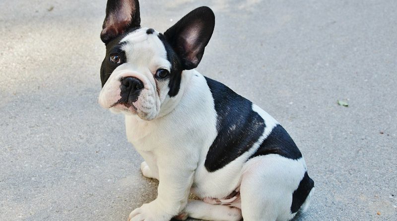 Hunderasse französische bulldogge Information kaufen - Hunde123.de Hunderassen