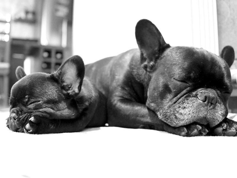 französische bulldogge welpen erziehung bilder - Hunde123 Hunderassen