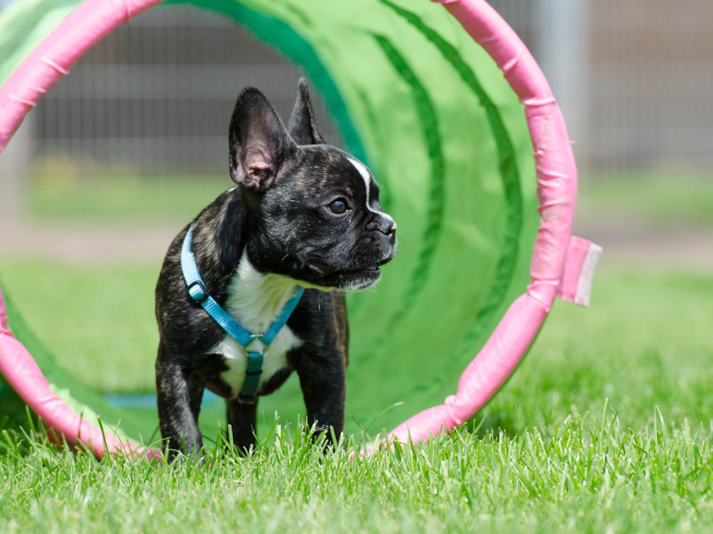 französische bulldogge zucht wesen erziehung bilder - Hunde123.de Hunderassen