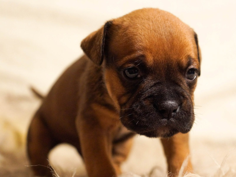 französische bulldogge welpen kaufen züchter - Hunde123.de Hunderassen