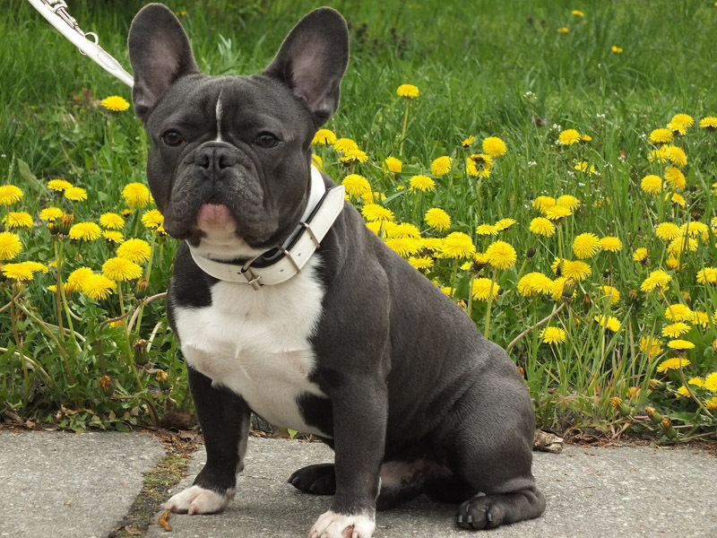 französische bulldogge auslauf - Hunde123.de Hunderassen