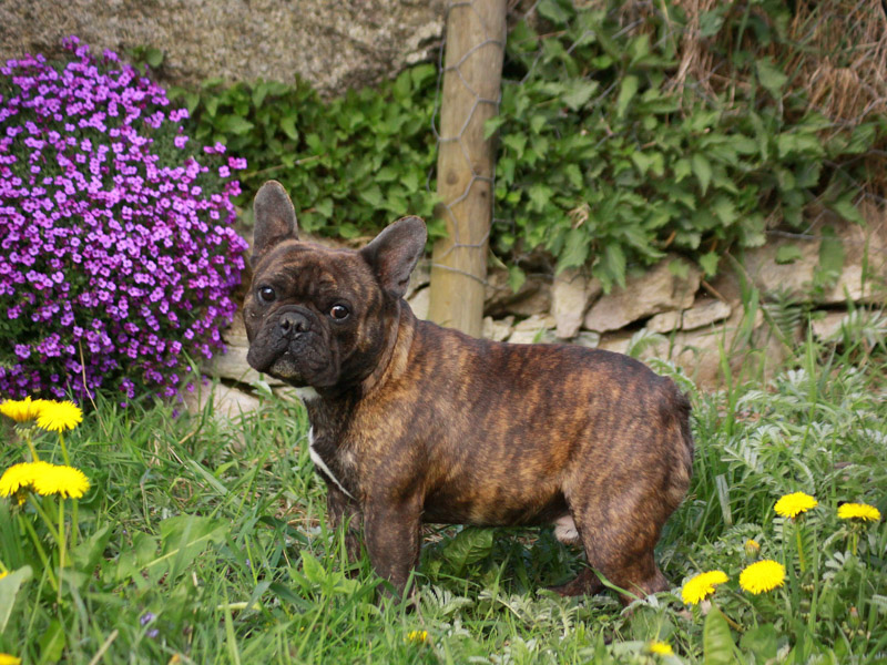 ranzösische bulldogge information wesen - Hunde123.de Hunderassen