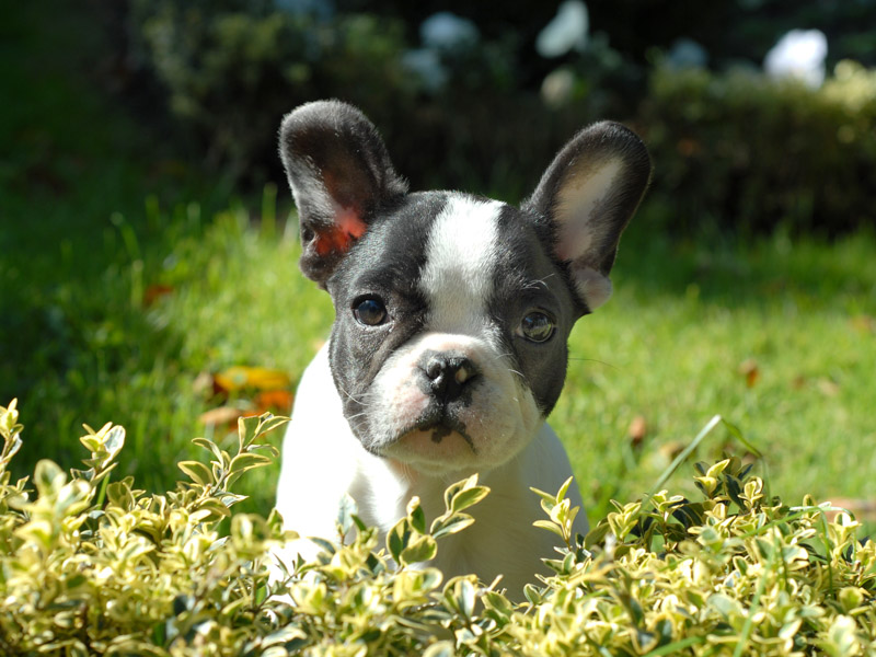 französische bulldogge fellpflege erziehung - Hunde123.de Hunderassen