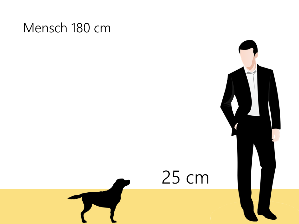 wie groß´ist ein Havaneser Größenvergleich Größe Hunderasse - Hunde123.de