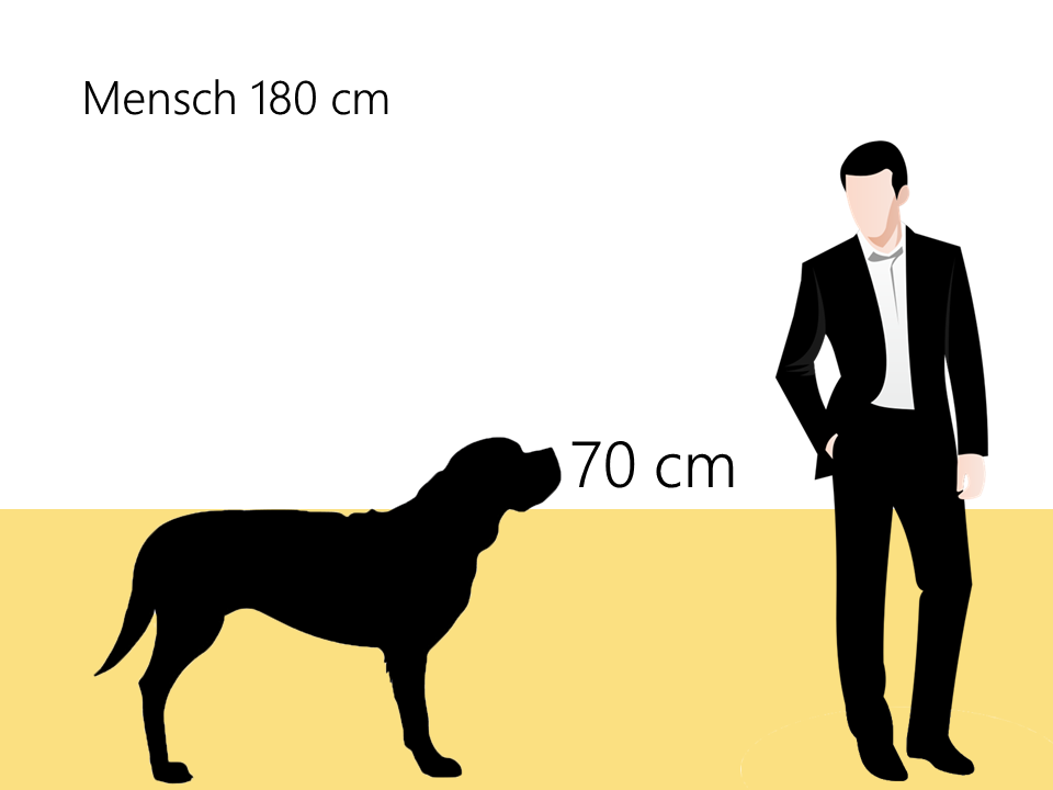 wie groß ist ein Neufundländer Größenvergleich Hunderasse - Hunde123.de