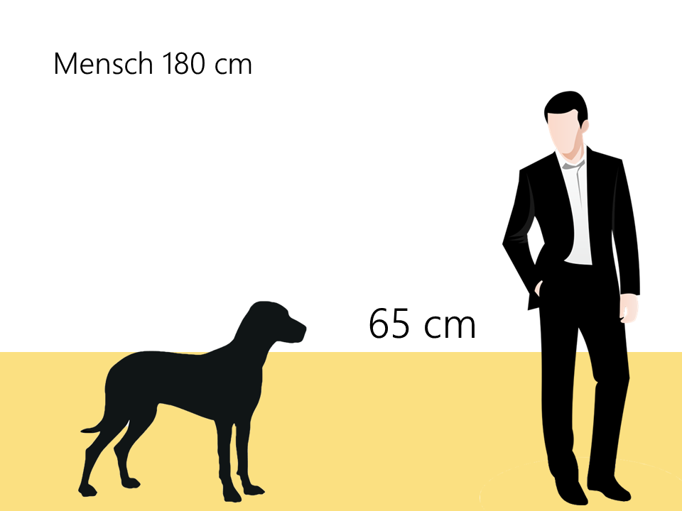 wie groß ist ein Rhodesian Ridgeback Größenvergleich Hunderasse - Hunde123.de