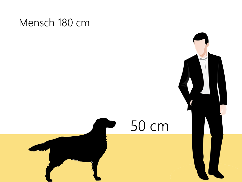 Größe Deutscher Wachtelhund Größenvergleich - Hunde123.de