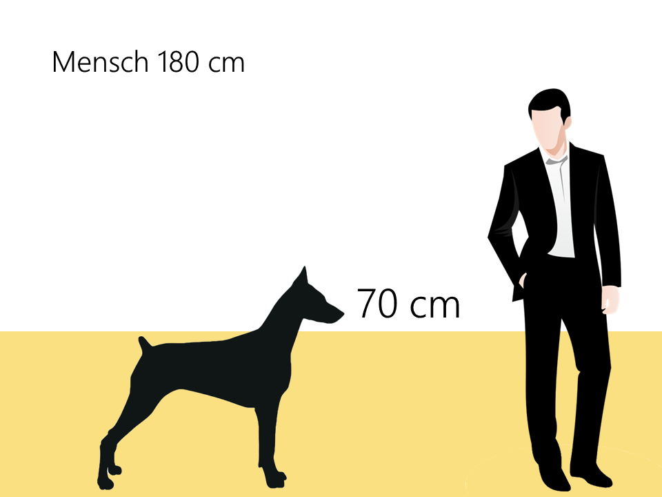 Dobermann Größe Größenvergleich Hundrassen Info - Hunde123.de