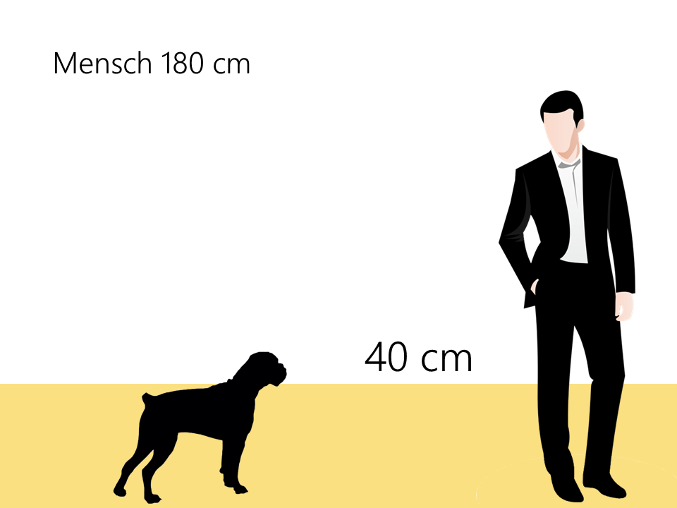 Englische Bulldogge Größe Hundrassen Info Größenvergleich - Hunde123.de