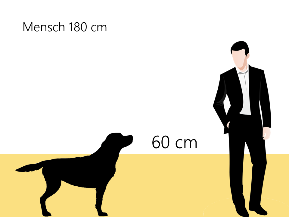 Größe Golden Retriever Größenvergleich - Hunde123.de