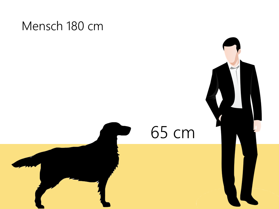 Größe Hovawart Größenvergleich Hunderasse- Hunde123.de