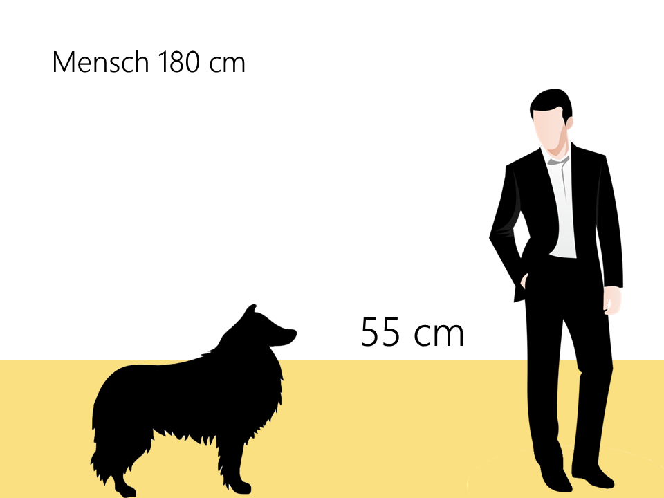 wie groß ist ein Langhaarcollie Größenvergleich - Hunde123.de