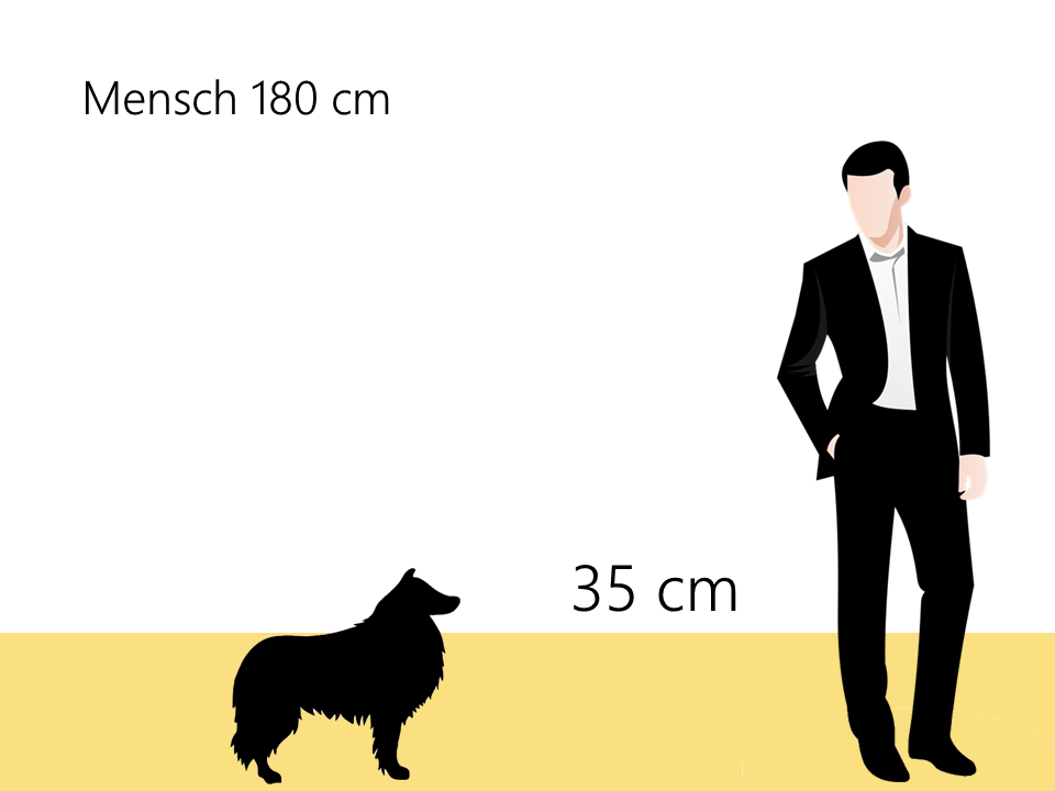 wie groß ist ein Shetland Sheepdog Sheltie Größenvergleich - Hunde123.de
