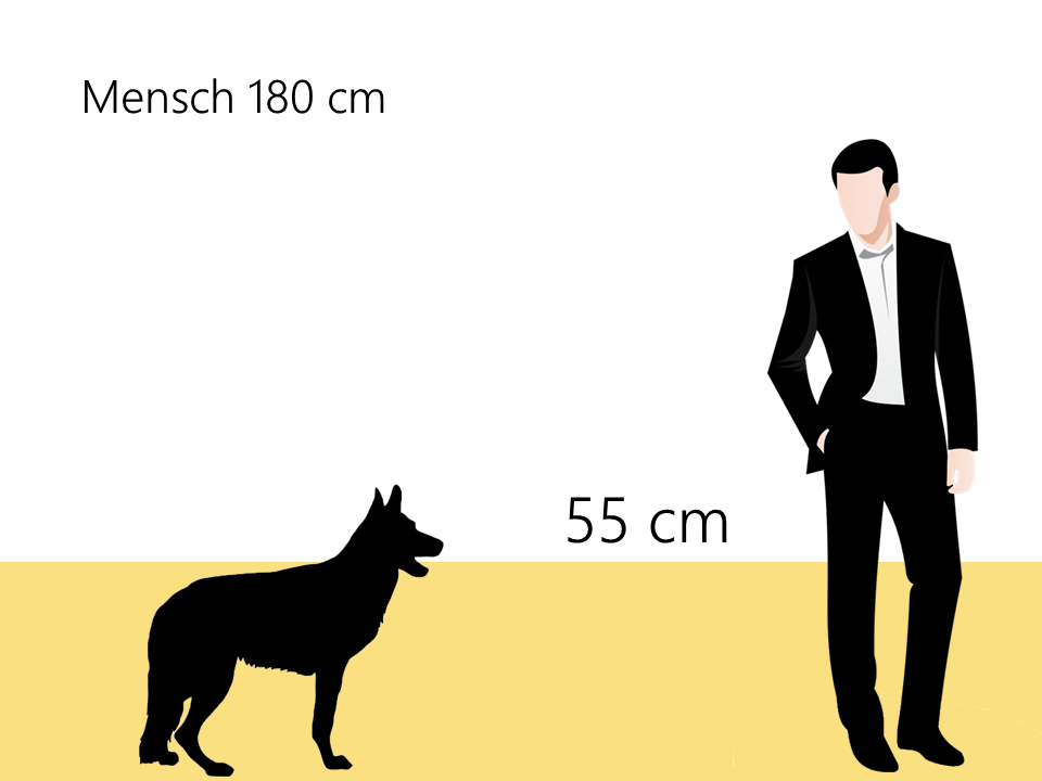 wie groß ist ein Siberian Husky Größe Größenvergleich - Hunde123.de
