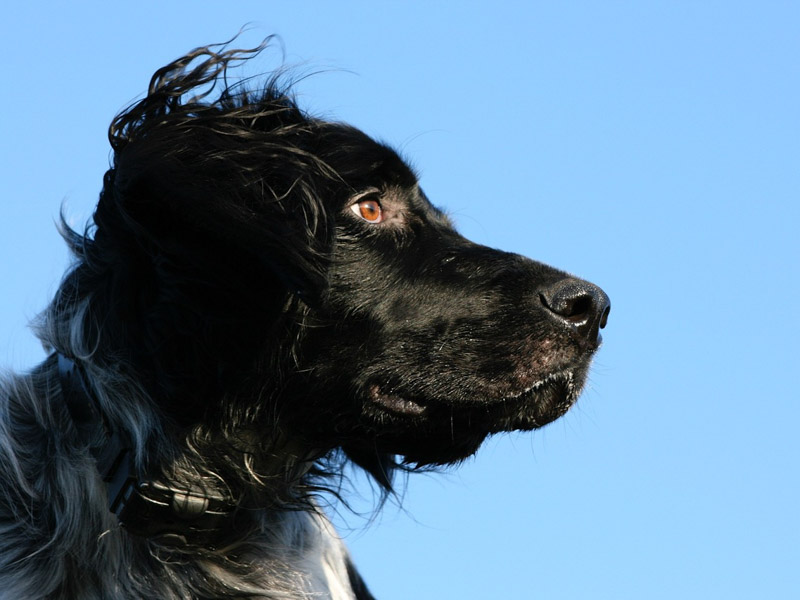 Großer Münsterländer wesen erziehung bilder - Hunde123.de Hunderassen