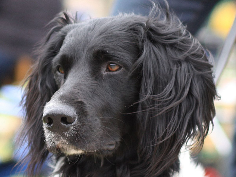 Großer Münsterländer auslauf pflege - Hunde123.de Hunderassen