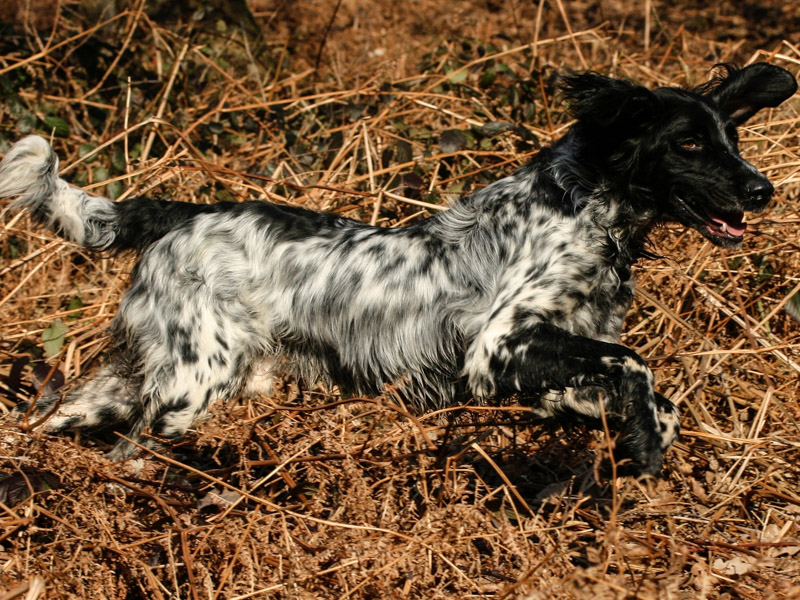 Großer Münsterländer welpen kaufen züchter - Hunde123.de Hunderassen