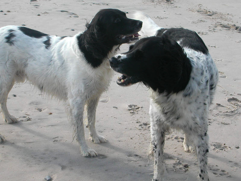 Großer Münsterländer fellpflege farbe - Hunde123.de Hunderassen