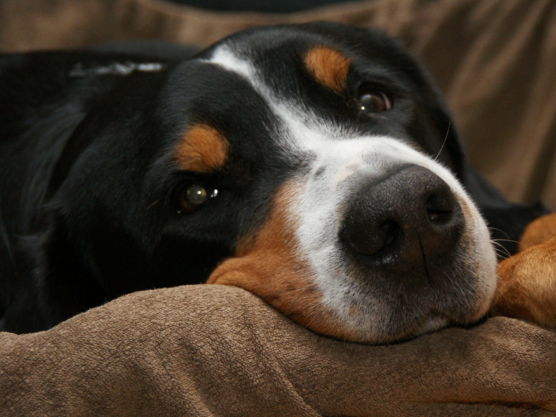 Großer Schweizer Sennenhund - Hunde123