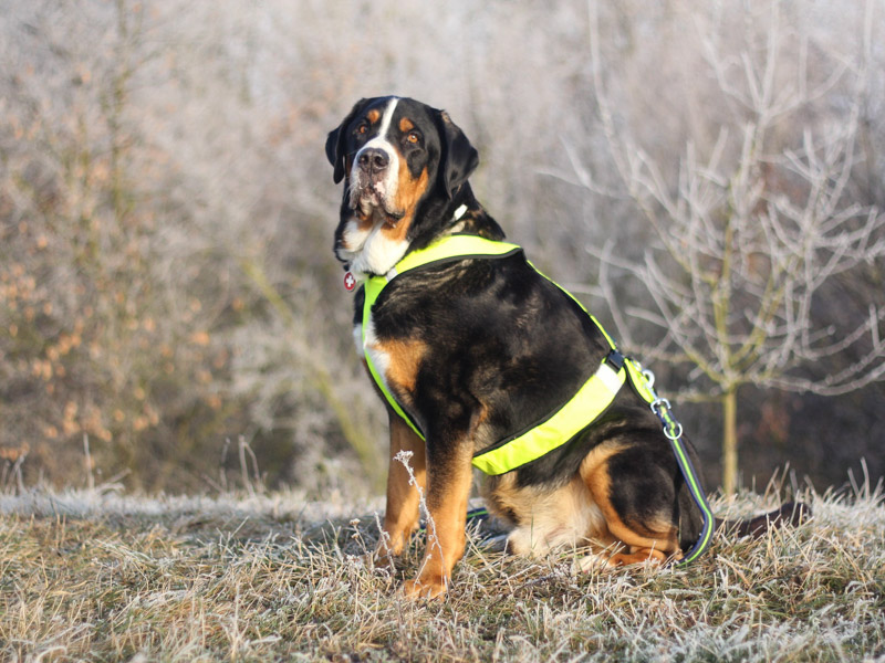 Großer Schweizer Sennenhund größe gewicht - Hunde123.de Hunderassen