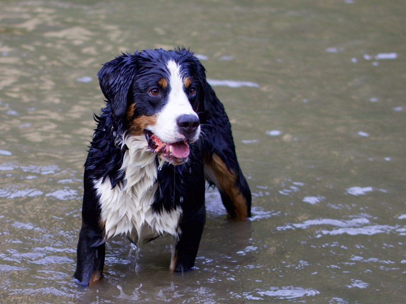 Großer Schweizer Sennenhund im wasser wesen erziehung bilder - Hunde123.de Hunderassen