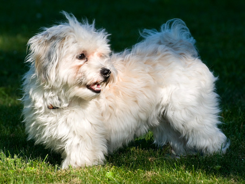 Havaneser Krankheiten Lebenserwartung - Hunde123.de Hunderassen