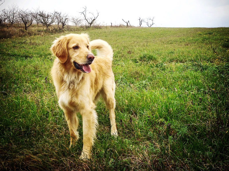 hovawart kaufen welpen - Hunde123.de Hunderassen